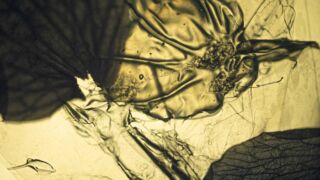 Dia's maken met Clara